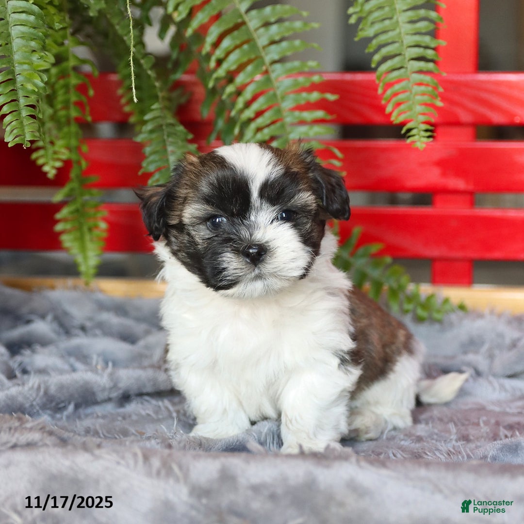 Teddy Bear dogs for sale: Teddy - Ad 1