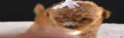 Shihpoo dogs for sale: Poppy - Ad 4
