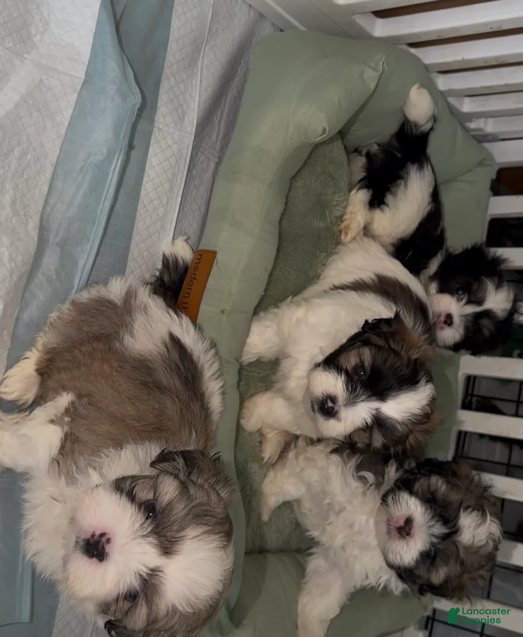 Malshi dogs for sale: Giuseppe - Ad 3