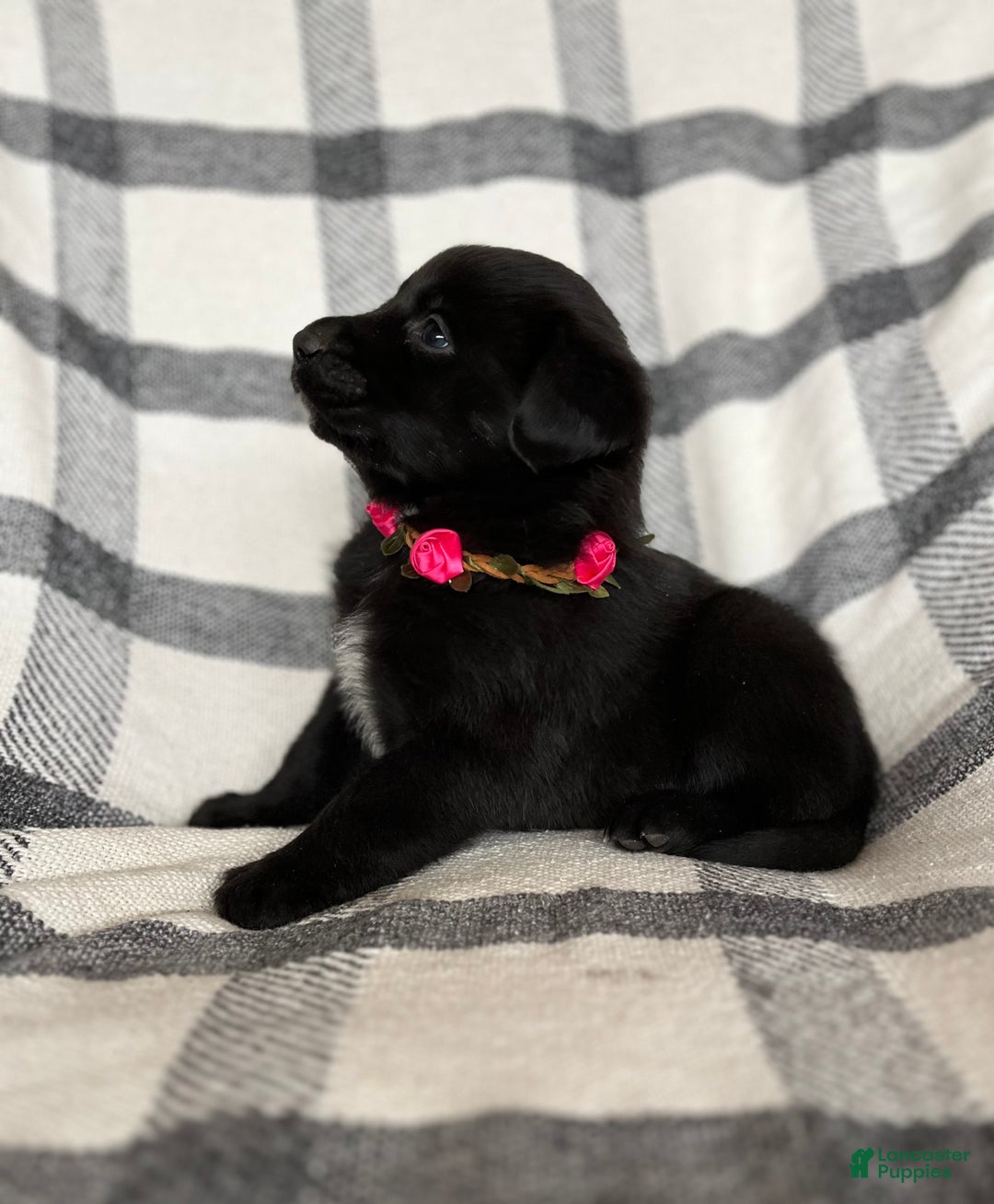 Mixed Breed dogs for sale: Cheyenne  - Ad 2