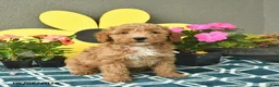 Mini Goldendoodle dogs for sale: Sammy  - Ad 3