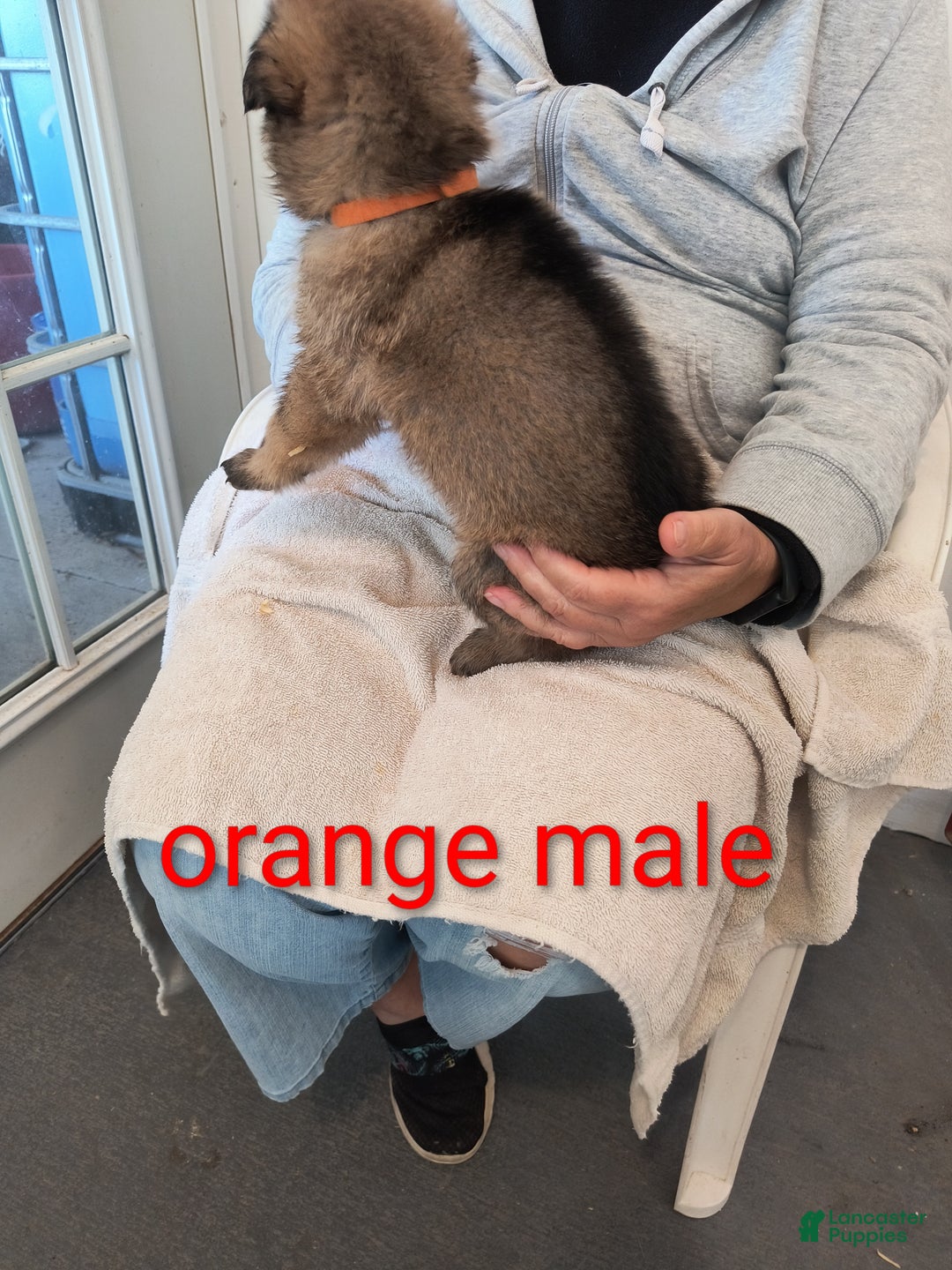 German Shepherd dogs for sale: Orange collar male  - Ad 3