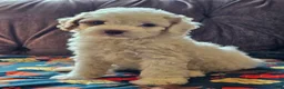 Cavapoo dogs for sale: Cavapoo 2 - Ad 5