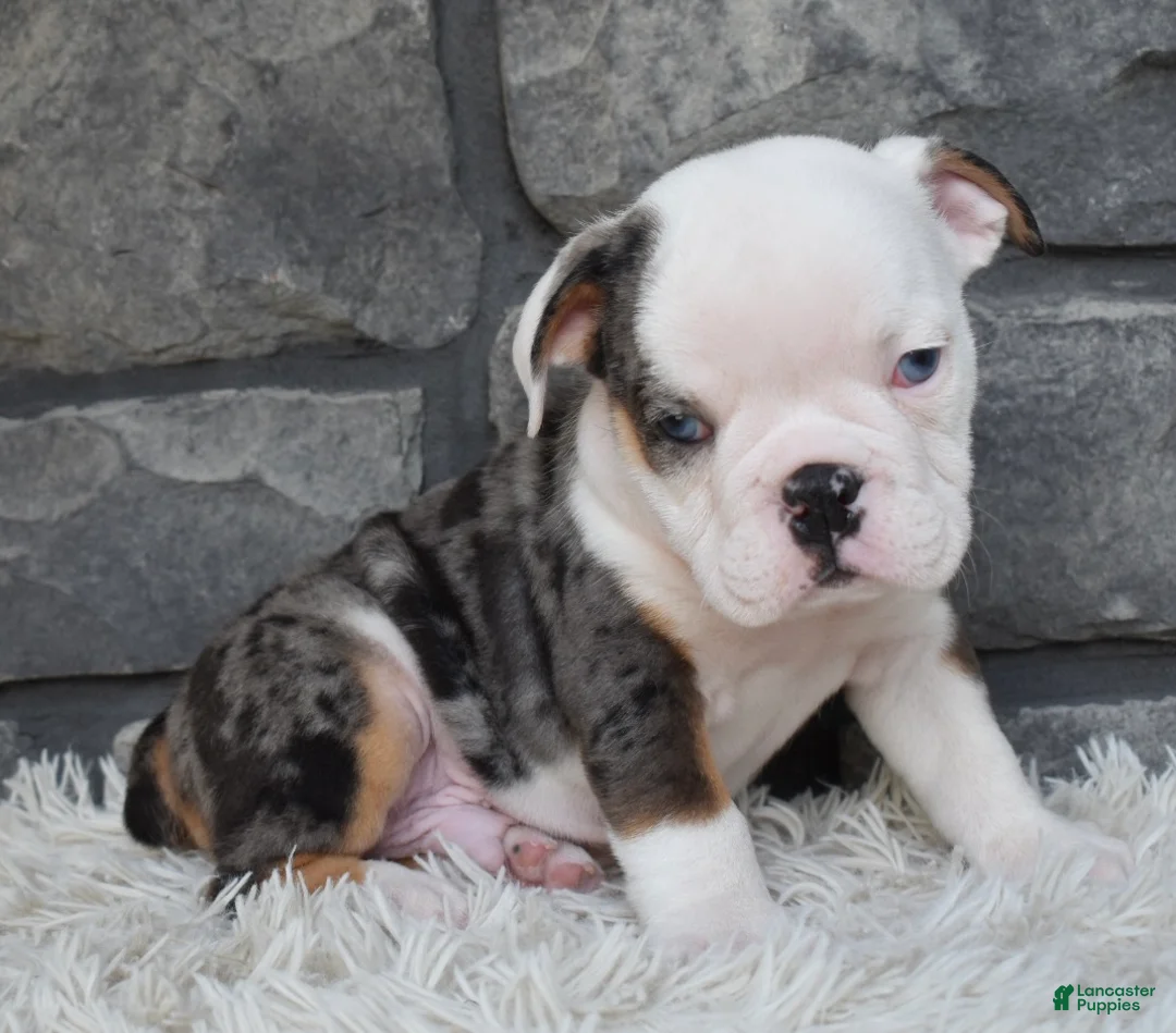 Beabull dogs for sale: Max - Ad 2