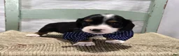 Miniature Dachshund dogs for sale: Bingo - Ad 3
