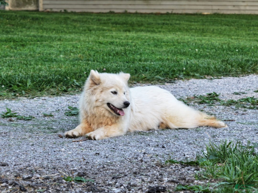 Pomsky dogs for sale: Fudge - Ad 2