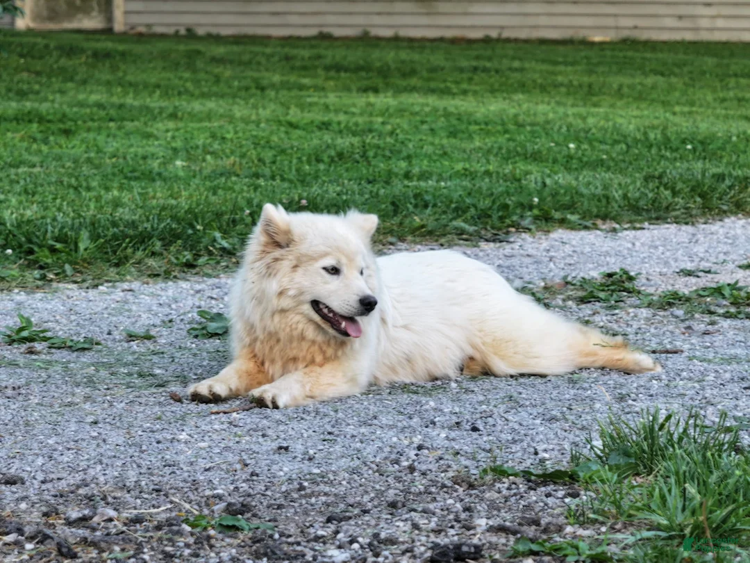 Pomsky dogs for sale: Fudge - Ad 2