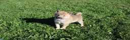 Shiba Inu dogs for sale: Mittens - Ad 6