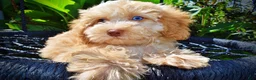 Havapoo dogs for sale: Gracie - Ad 4
