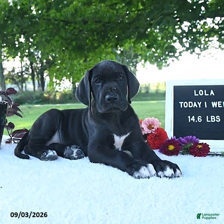Great Dane dogs Lola - Ad 1