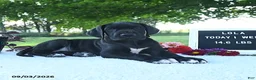 Great Dane dogs for sale: Lola - Ad 5