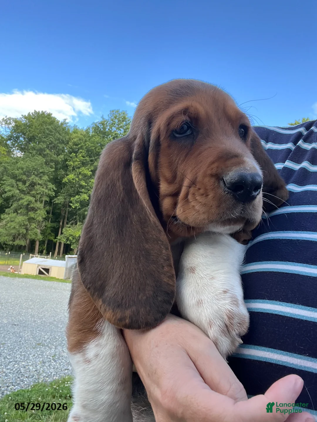 Basset Hound dogs for sale: Jasper - Ad 6