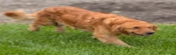 Golden Retriever dogs for sale: Tyson - Ad 10