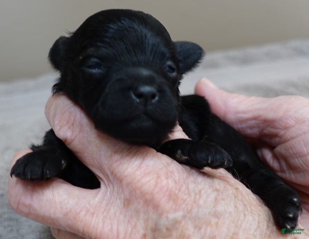 Maltipoo dogs Harlan - Ad 21