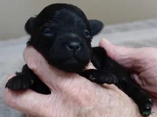 Maltipoo dogs Harlan - Ad 21