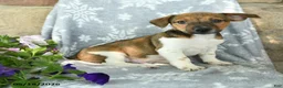 Jack Russell Terrier dogs for sale: Jeff - Ad 1