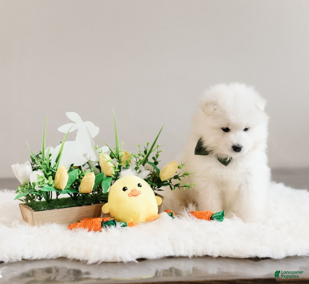 Samoyed dogs Sparki - Ad 2