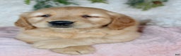 Golden Retriever dogs for sale: Goldie - Ad 4