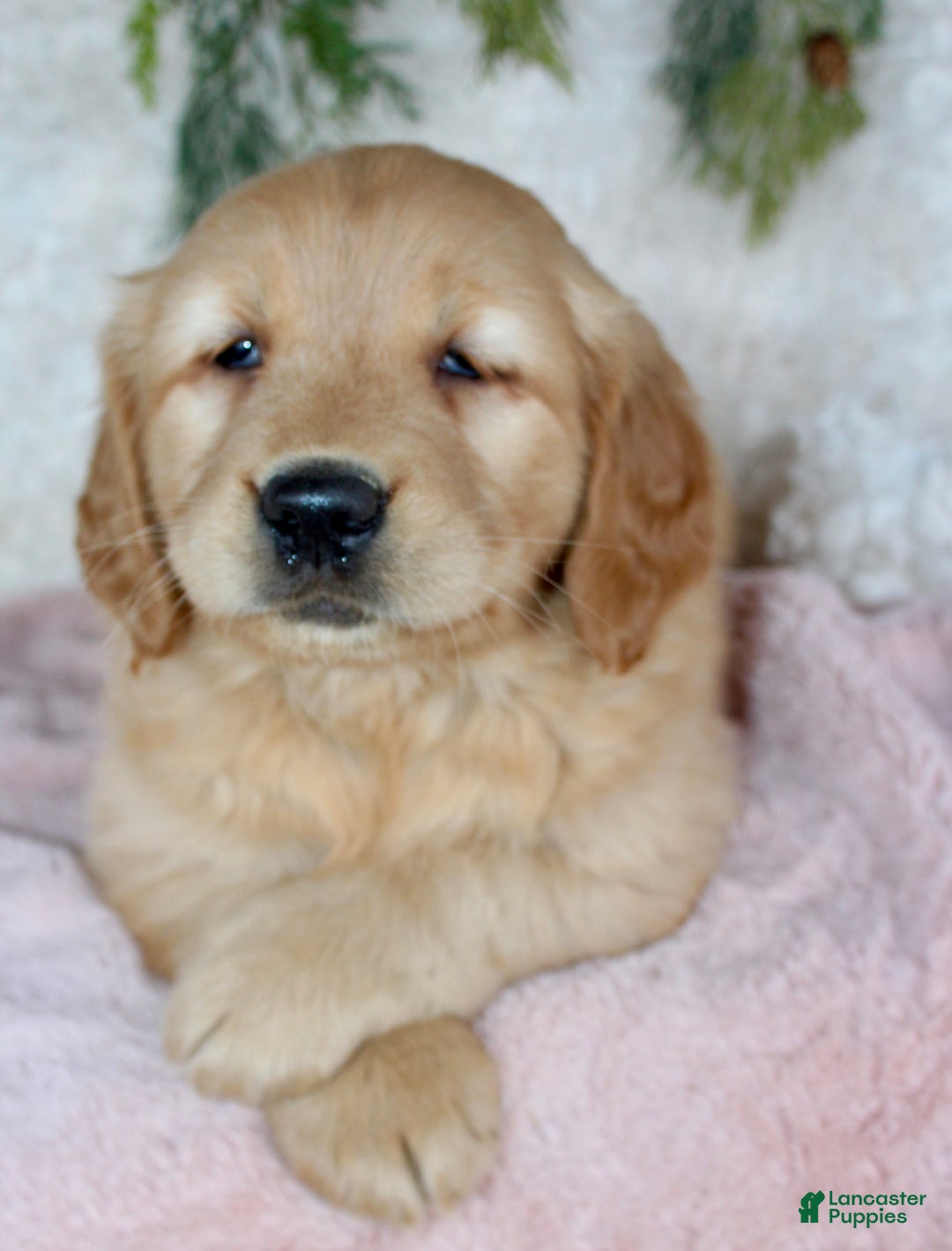 Golden Retriever dogs for sale: Goldie - Ad 4