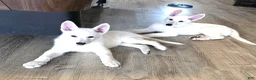 German Shepherd dogs for sale: SHELLY - Ad 5