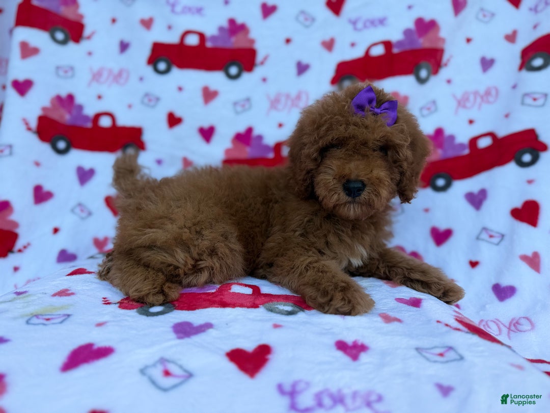 Cockapoo dogs for sale: Ginger - Ad 1
