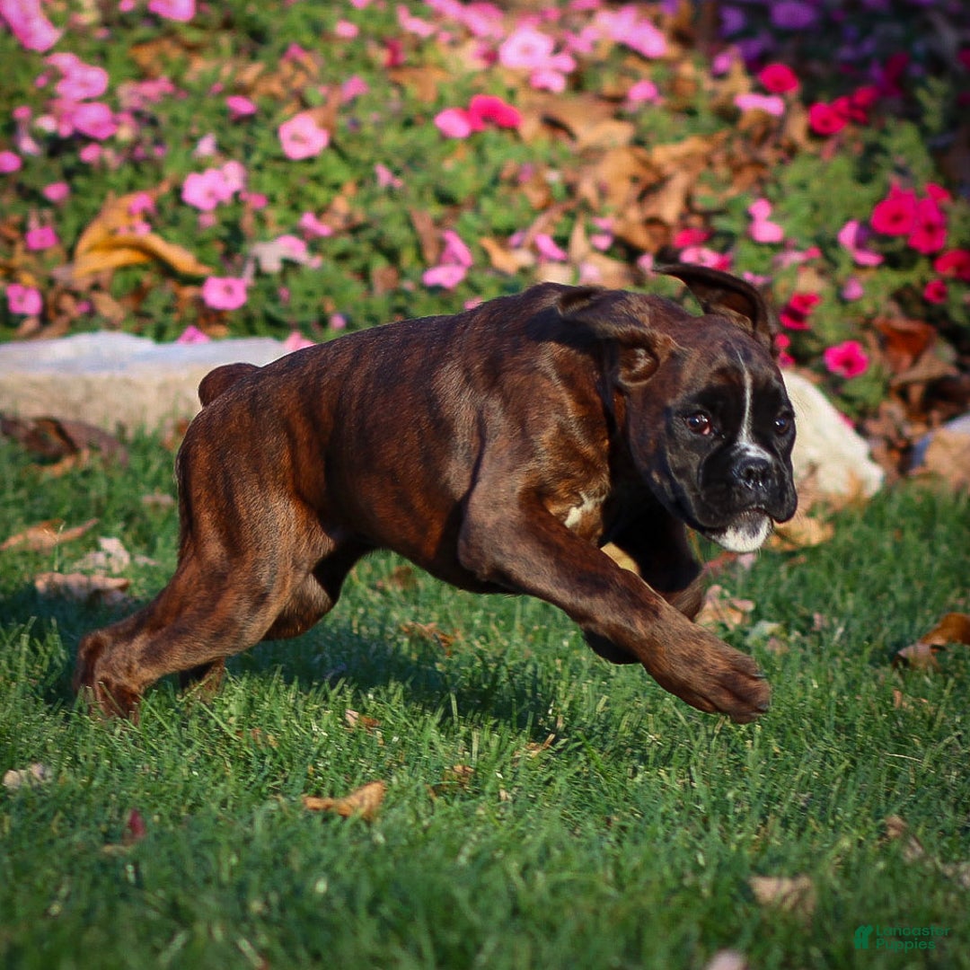 Boxer dogs for sale: Ginger - Ad 3