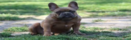 French Bulldog dogs for sale: French Bulldog 1 - Ad 4