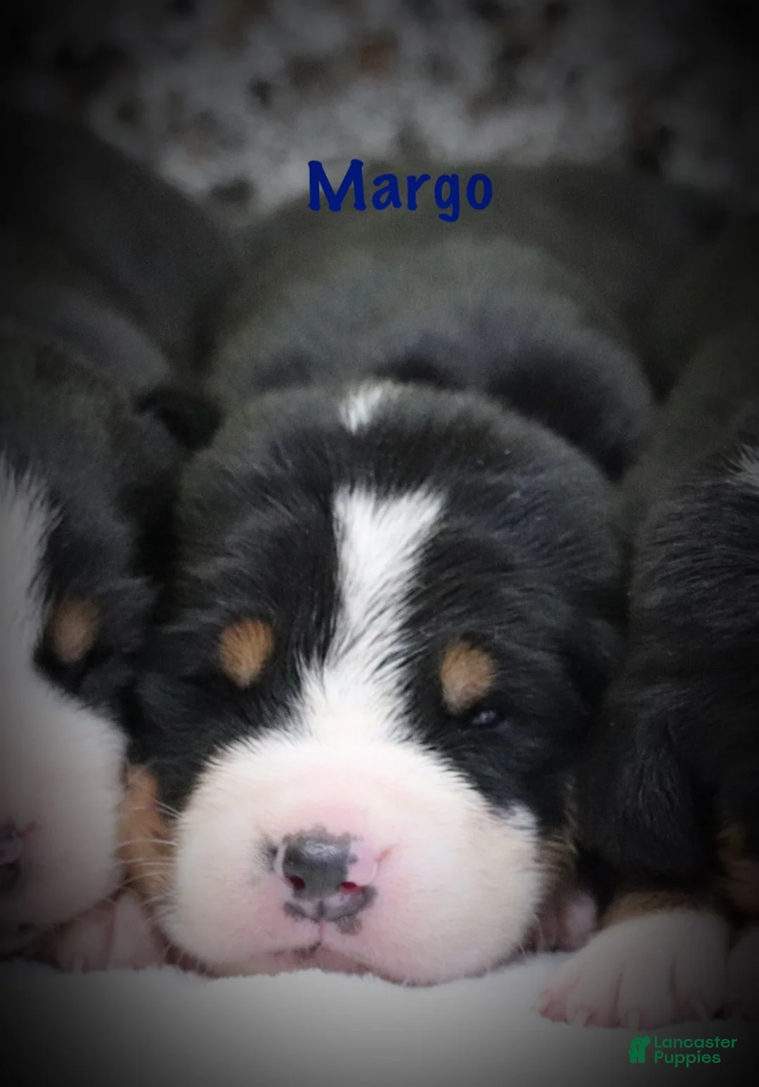 Greater Swiss Mountain Dog dogs for sale: Greater Swiss Mountain Dog Puppy 2 - Ad 1