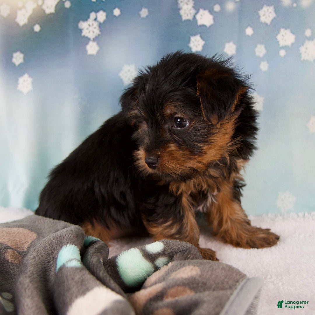 Yorkshire Terrier dogs for sale: Lela - Ad 8