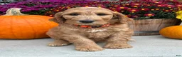 Irish Doodle dogs for sale: Jackson - Ad 3