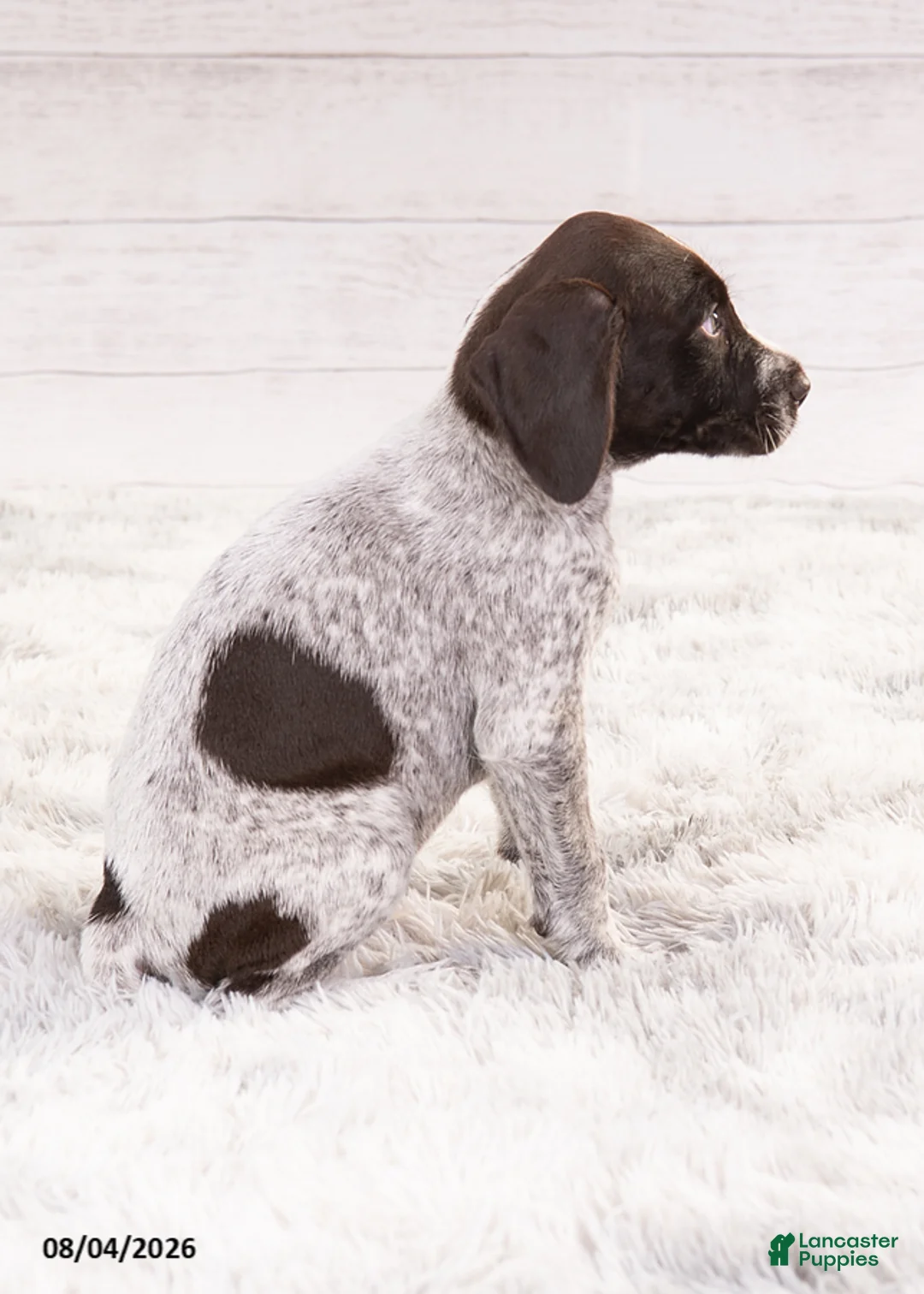 Mixed Breed dogs for sale: Romeo - Ad 7