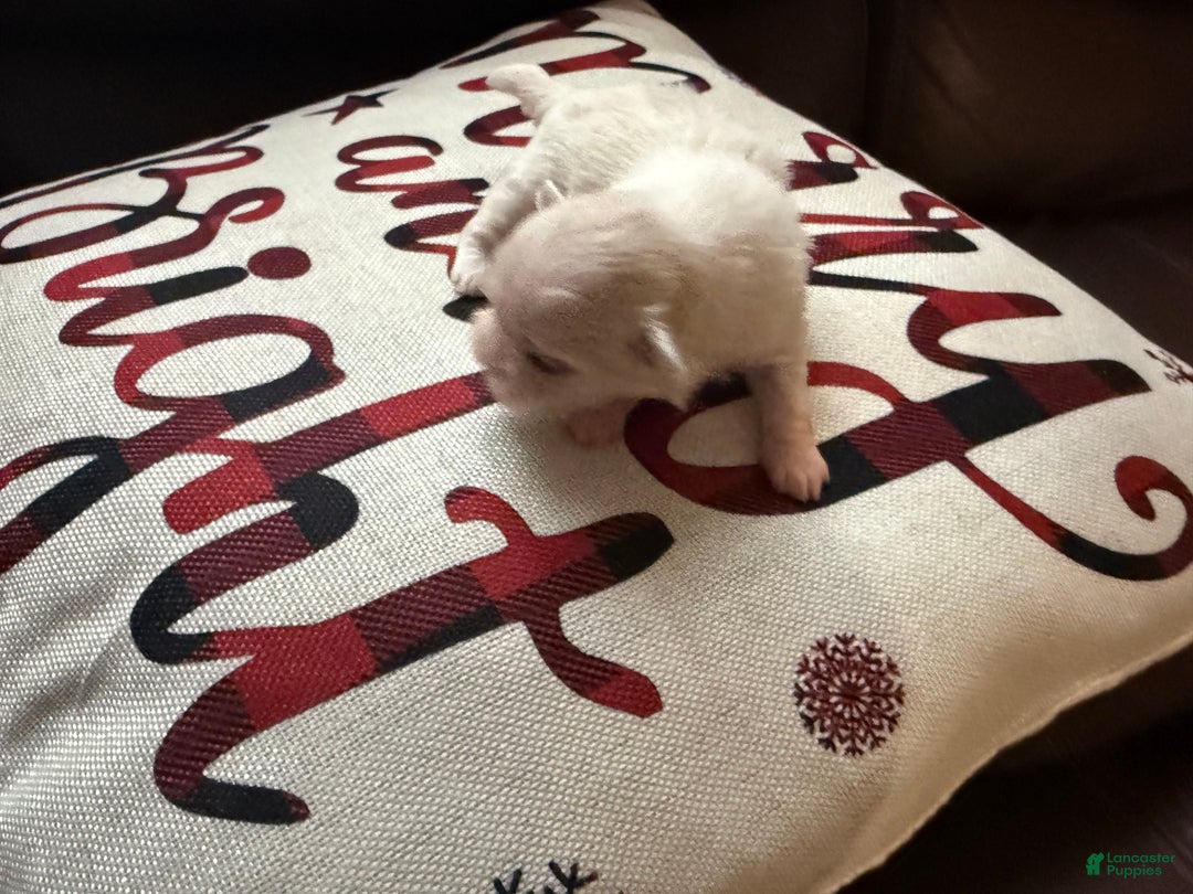 Shih Tzu dogs for sale: Shih Tzu Puppy 4 - Ad 1