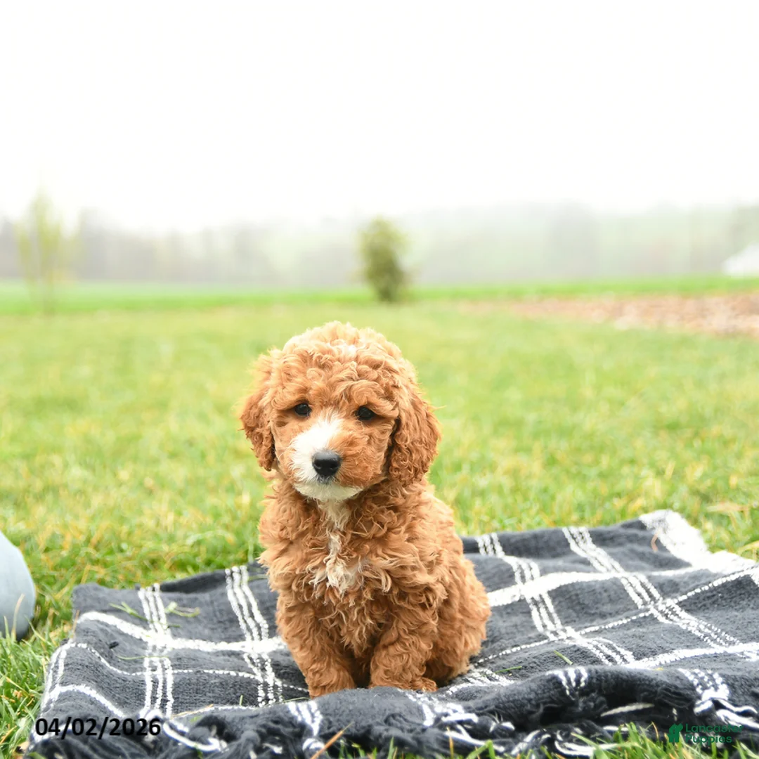 Mini Goldendoodle dogs for sale: Thai - Ad 2