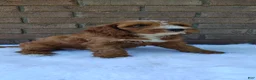 Irish Doodle dogs for sale: Echo - Ad 1
