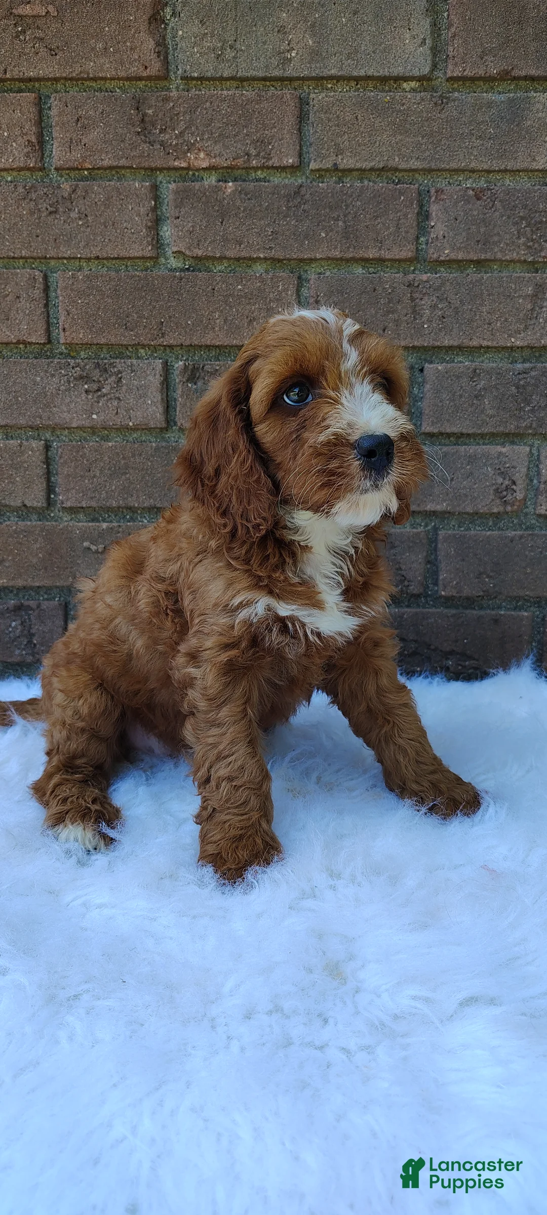 Irish Doodle dogs for sale: Echo - Ad 1