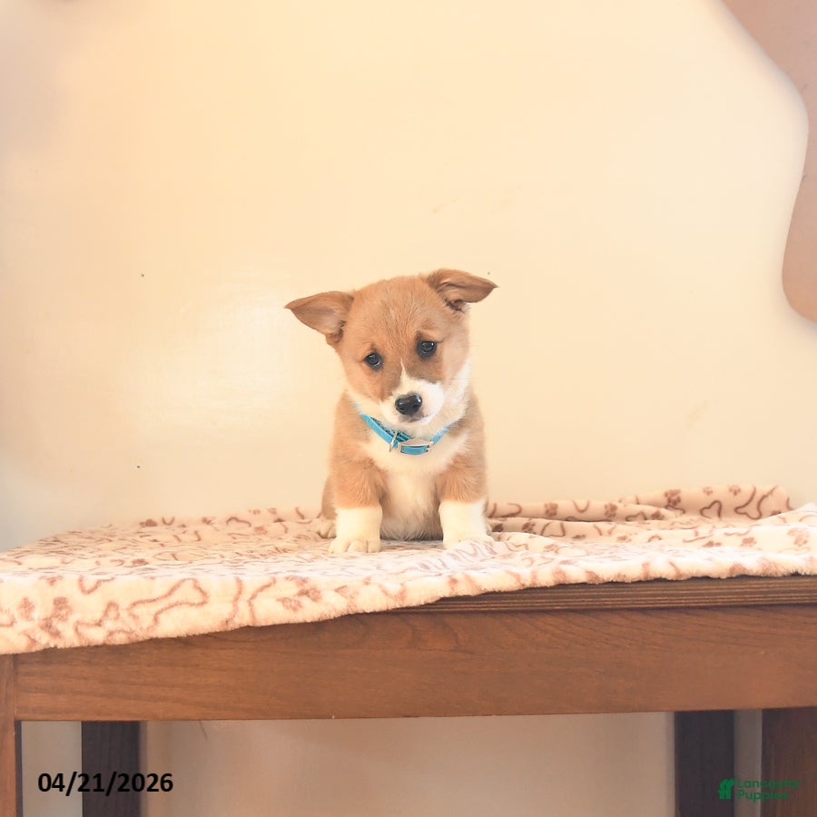 Welsh Corgi Pembroke dogs Cooper - Ad 1