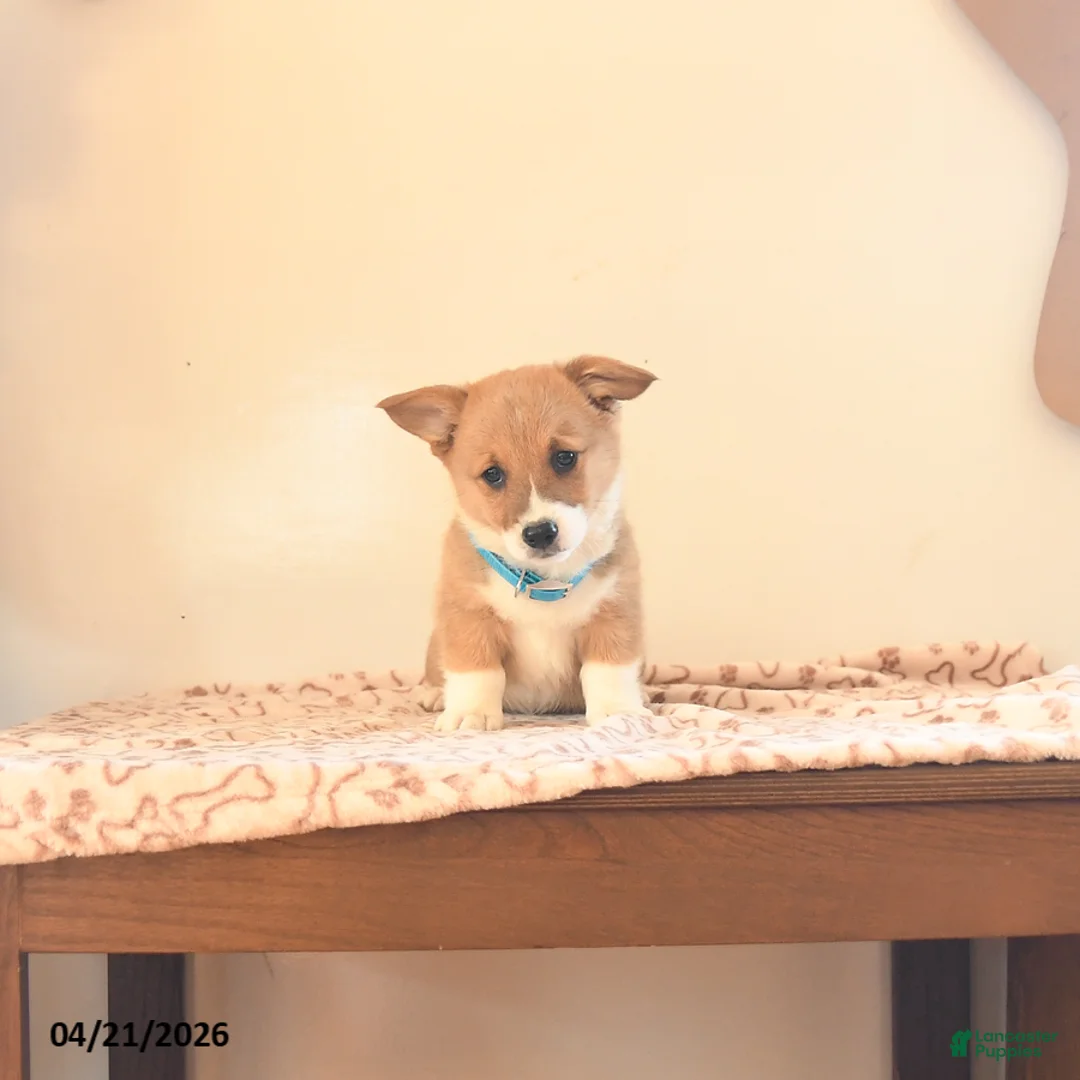 Welsh Corgi Pembroke dogs for sale: Cooper - Ad 1