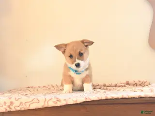 Welsh Corgi Pembroke dogs for sale: Cooper - Ad 4