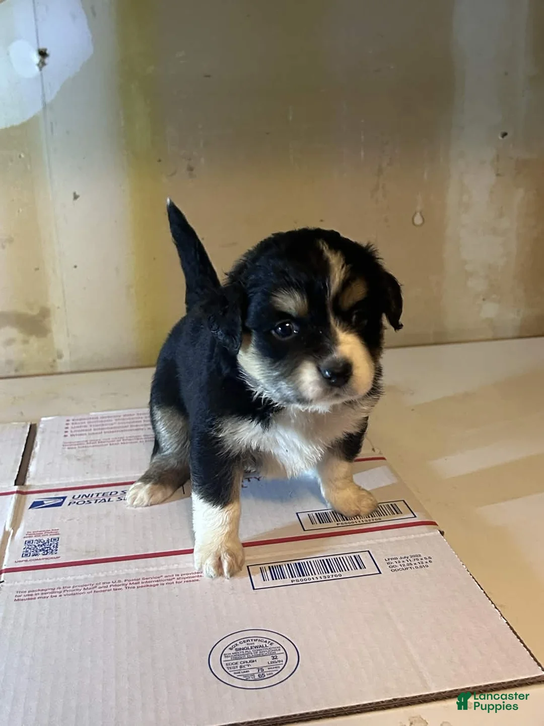 Mixed Breed dogs for sale: Mixed Breed Puppy 1 - Ad 1