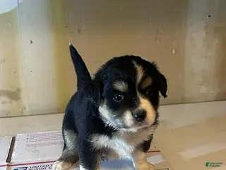 Mixed Breed dogs Mixed Breed Puppy 1 - Ad 32
