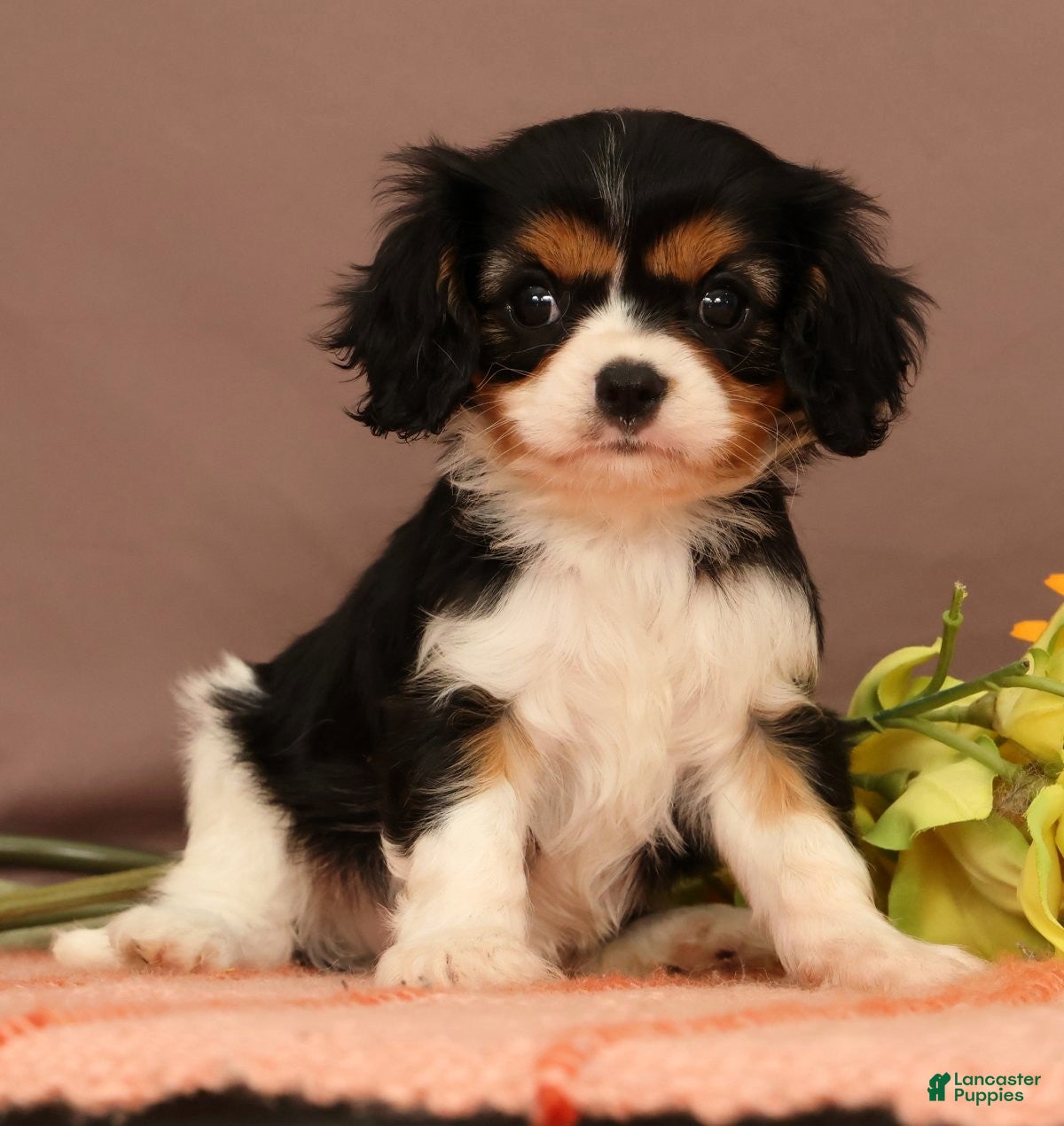 Cavalier King Charles Spaniel dogs Bridget - Ad 2