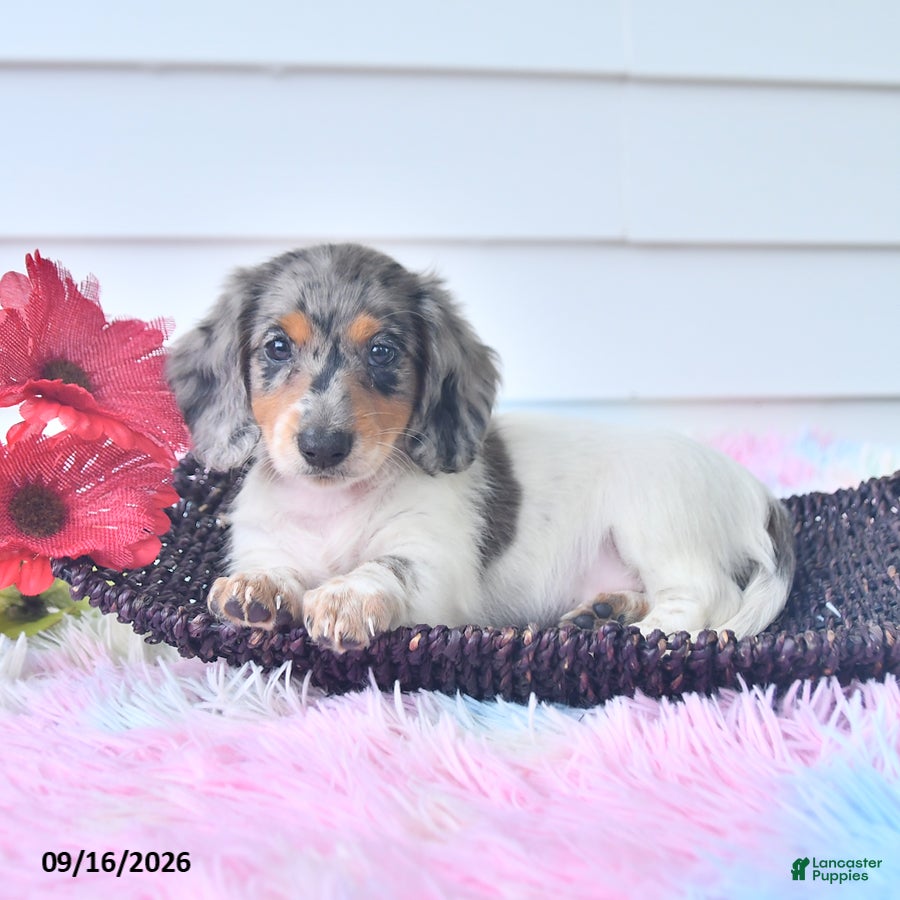 Miniature Dachshund dogs Flint - Ad 1