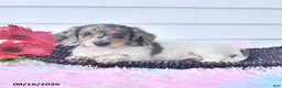 Miniature Dachshund dogs for sale: Flint - Ad 1