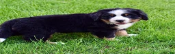 Bernese Mountain Dog dogs for sale: Mr. Barney - Ad 7