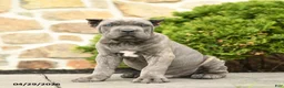 Cane Corso dogs for sale: Jax - Ad 5