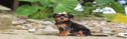 Yorkiepoo dogs for sale: Riot - Ad 12