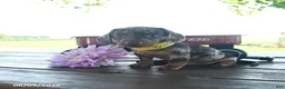 Miniature Dachshund dogs for sale: Brody - Ad 1