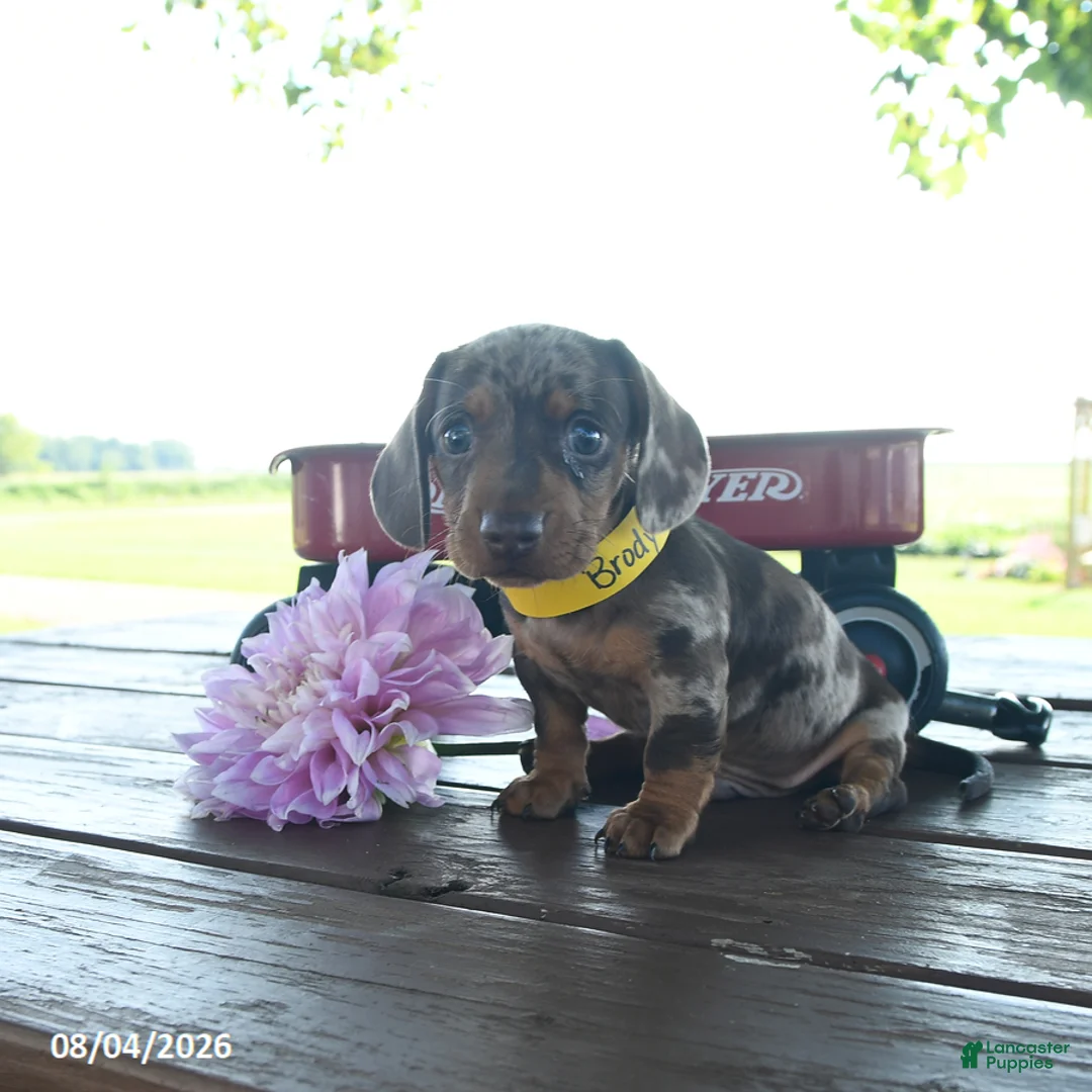 Miniature Dachshund dogs for sale: Brody - Ad 1