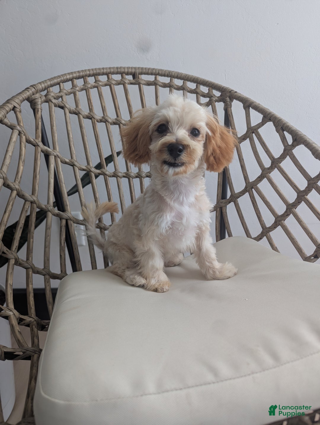 Havapoo dogs for sale: Biscuit  - Ad 2