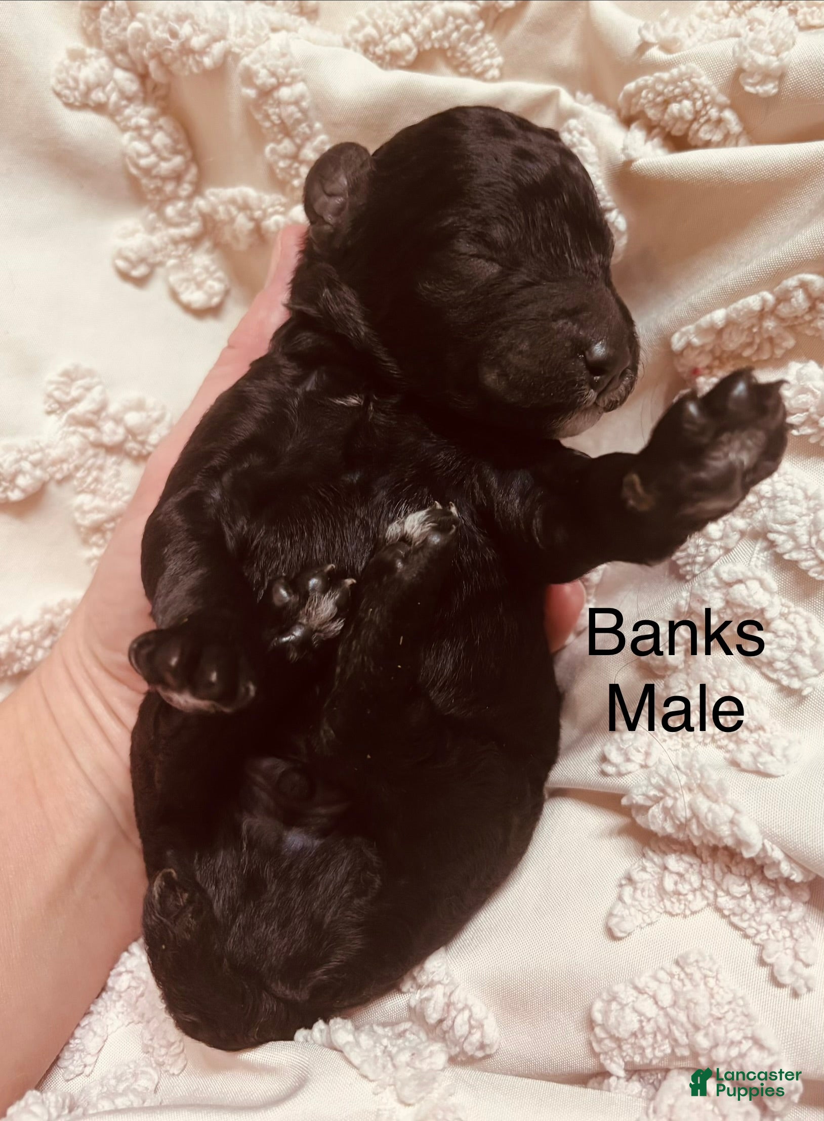 Standard Poodle dogs Standard Poodle 8 - Ad 31